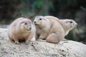 Луговий собака - соціальний гризунок Луговий собака - соціальний гризунок